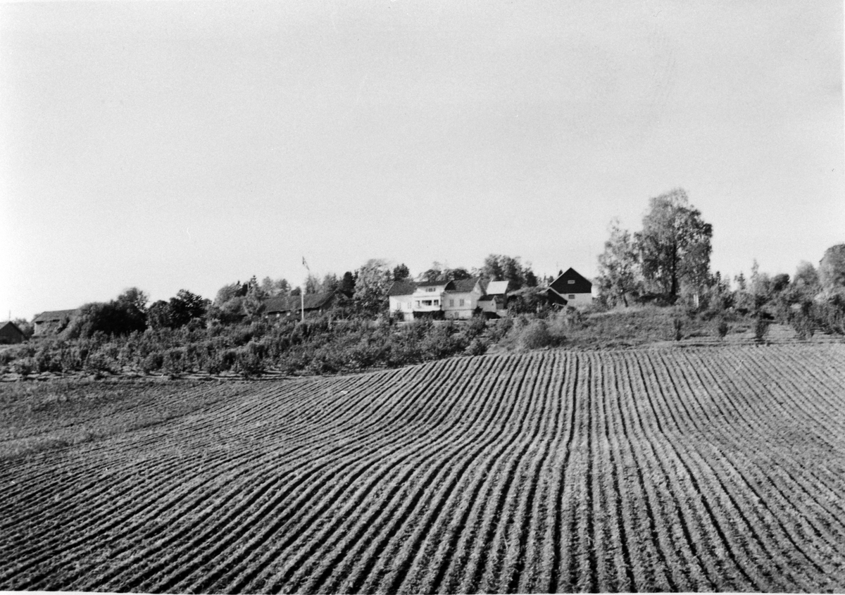 Anno Domkirkeodden, Potetåker og frukthage i 1960 på Hilstad Nedre, Stavsjø, Hedmark.