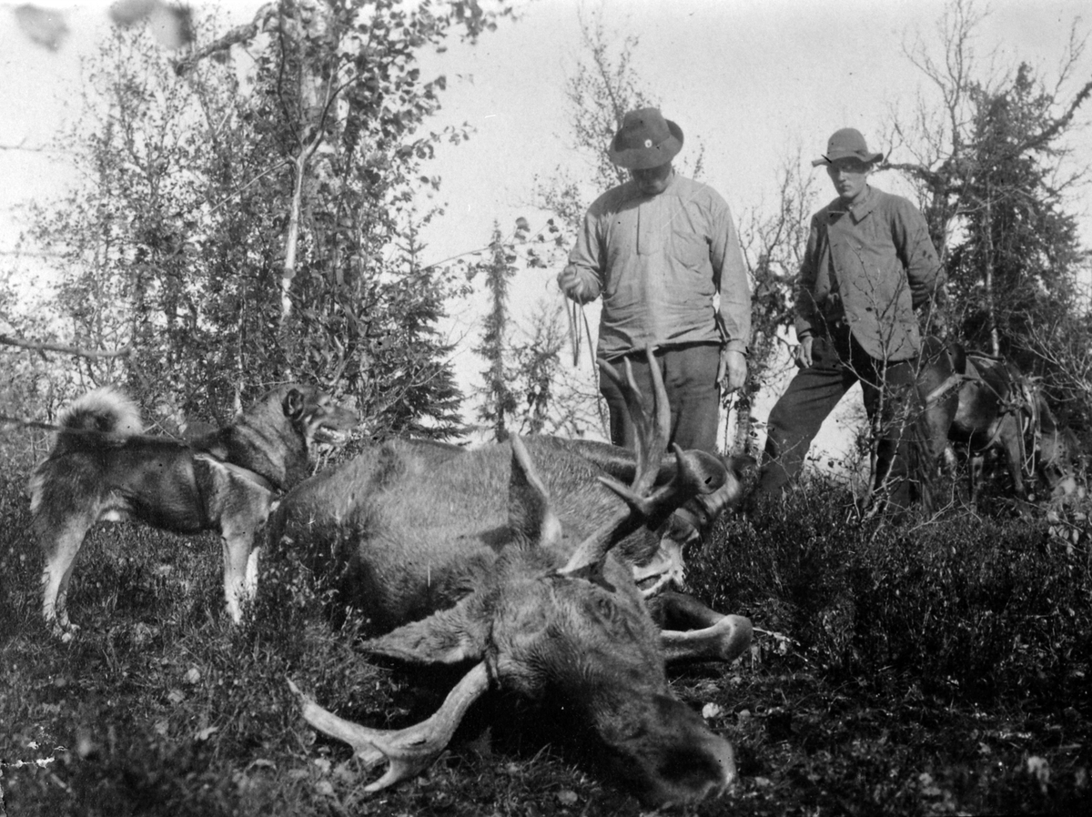 Anno Domkirkeodden, Thore Lier (1869-1945) og Nils Lier med jaktbytte, stor elgokse, hund, Ringsaker ca. 1925.