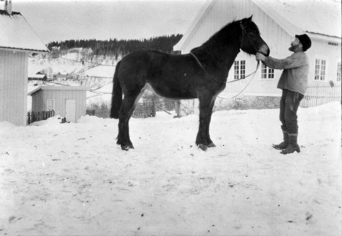 Anno Domkirkeodden, "Gammel Ole" etternavn ukjent, stallkar på Mørkved store, Ringsaker på tunet med hest.
