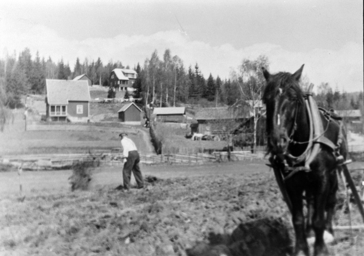 Anno Domkirkeodden, Pløying på Prestkværnjordet der Pinnerudveien tar av fra Åsmarkvegen. Kr. Prestkværn med Prestkværnsvarten. Moelv, Ringsaker.