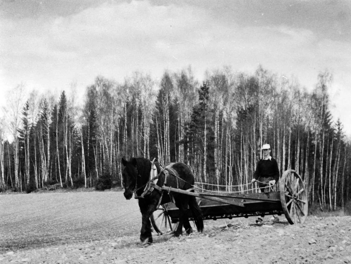 Anno Domkirkeodden, Våronn i Buttekvern, Brumunddal. Gudmund Sveen med hest og såmaskin. Bjørkeskog.