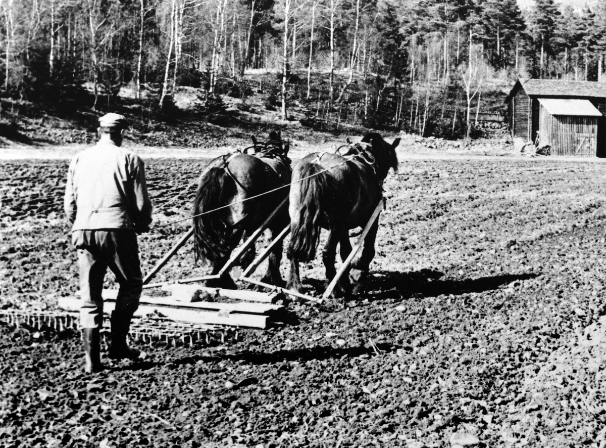 Anno Domkirkeodden, Våronn. Mann med tospann hester slådder.