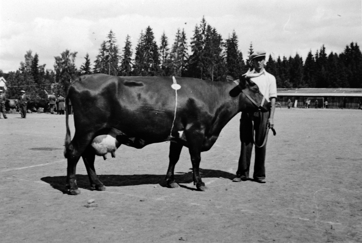 Anno Domkirkeodden, Ingv. Dobloug fra Granerud gård, Brumunddal med melkeku på dyreutstilling, Greveløkka, Hamar, 1949.