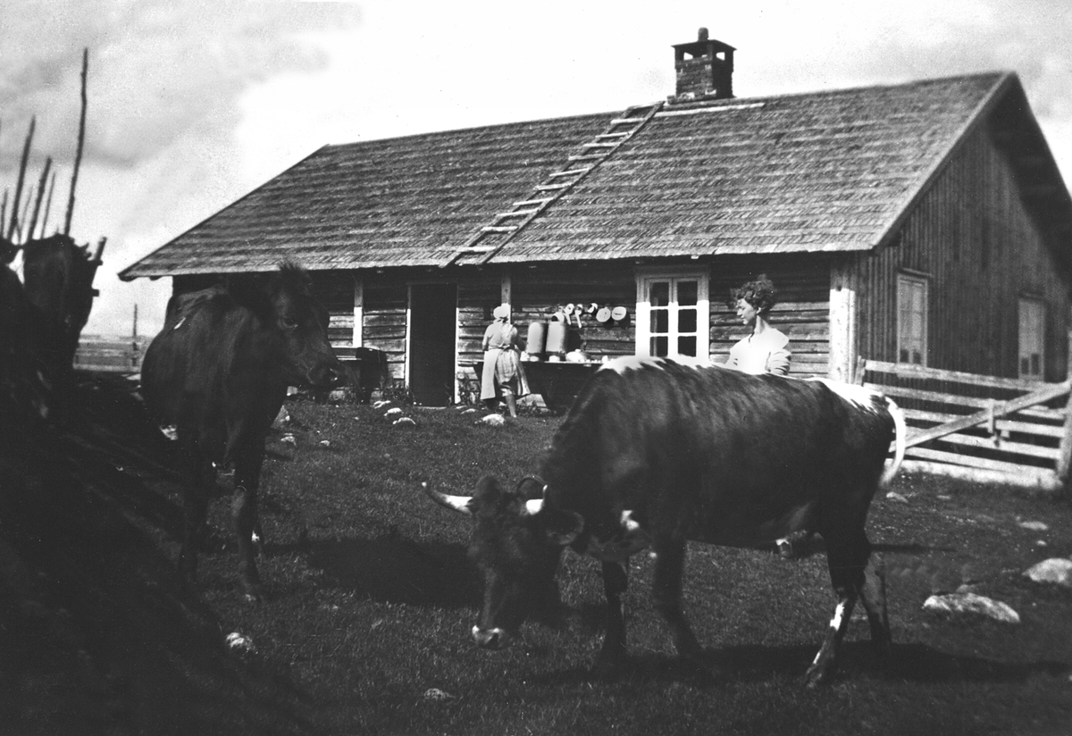 Anno Domkirkeodden, Størhuset på Kvarstadsetra tilhørende Purkilstad, Stavsjø, Hedmark. Kuer utenfor. Budeier.