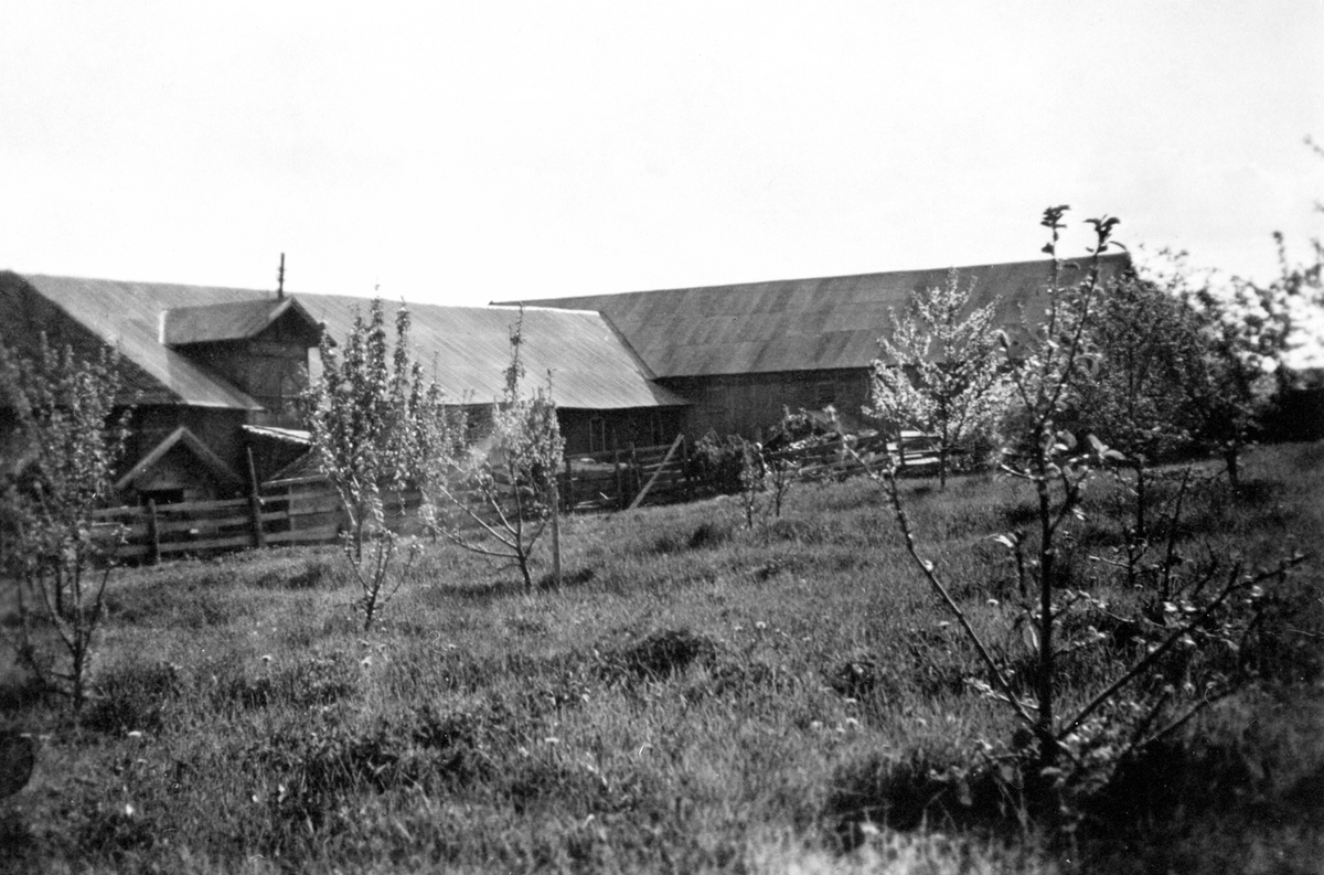 Anno Domkirkeodden, Låven på Faugli, Ringsaker sett fra hagen. Fjøs og låve bygd 1882. Stallen bygd 1922.