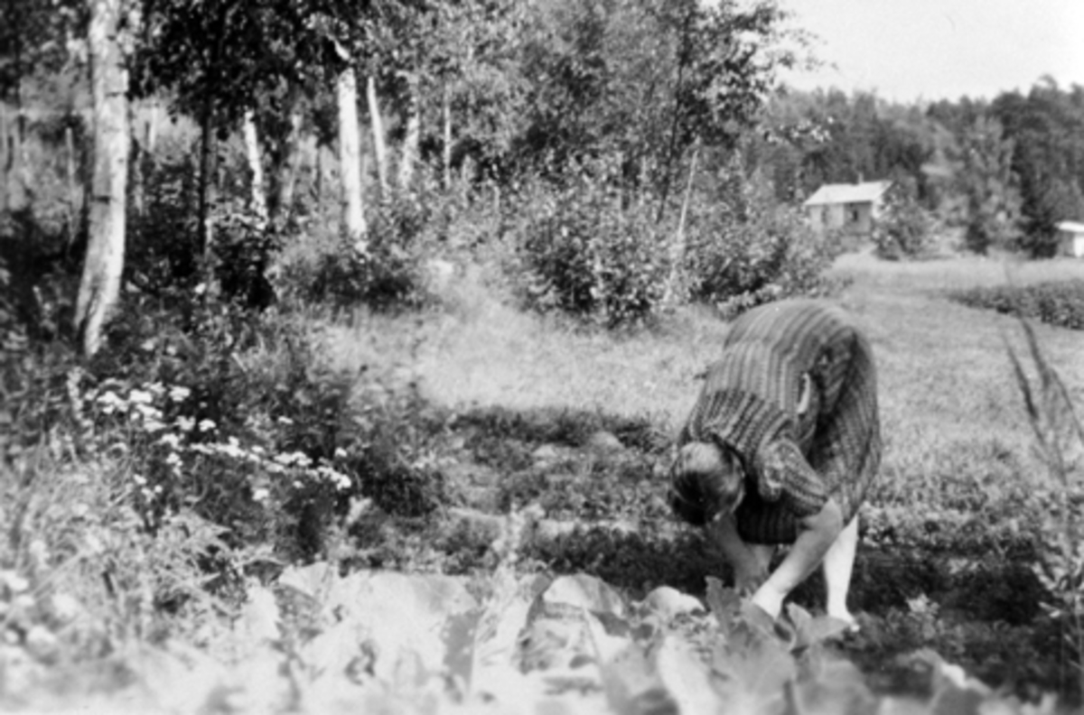 Anno Domkirkeodden, Marte Østeraas, Moelv, bodde i Kastbakken ved Steinvik, Moelv. Luker i blomsterbed, 1943.