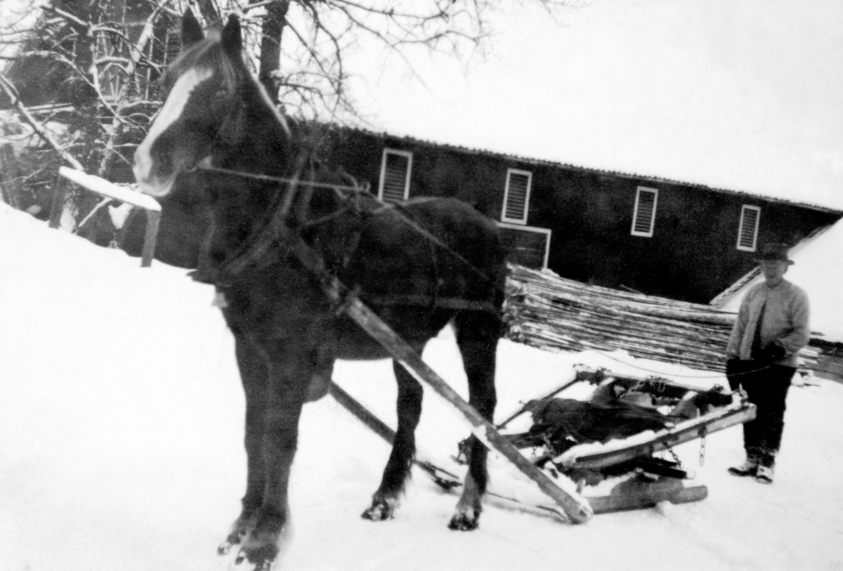 Anno Domkirkeodden, Karl Lykseth f.1880 med hest, bukk og geit foran låven på Lykset, Furnes ca. 1945.
