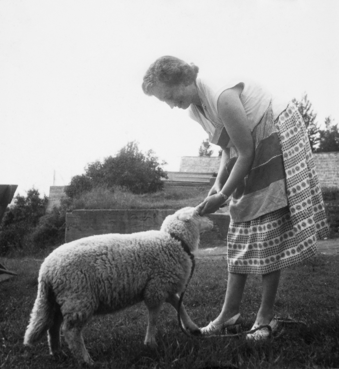 Anno Domkirkeodden, Kjellaug Medlien (F. Skarstad, Vestre Gausdal 1928) med et kopplam på Medlien gård, Ringsaker, trolig 1956-57.