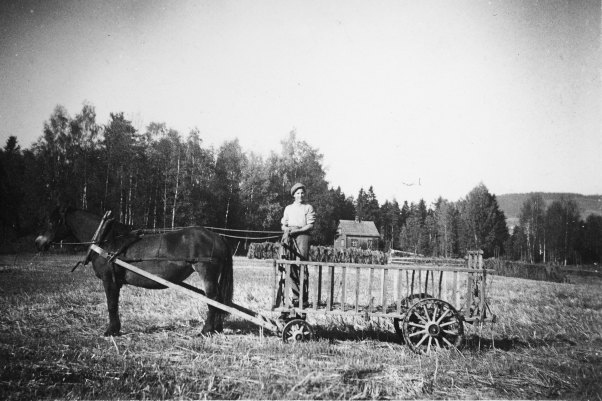 Anno Domkirkeodden, Slåttonn på Momyra, Mo gård, Moelv, Ringsaker. Lokjøring på hest og høyvogn. I høyvogna er Rolf Oliver Johnsen.