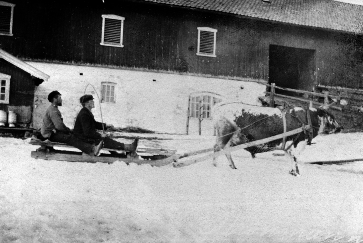 Anno Domkirkeodden, TEMMING AV OKSE, TREKKOKSE MED SLEDE, 2 MENN, ÅLSTAD GÅRD DUBL: 414-4586