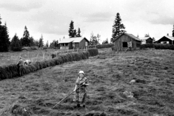 Anno Domkirkeodden, HØYONN, LAVLIA SETER, MARIE BØRRESEN MED RIVE, FINN BØRRESEN BØYD, ODDVAR HAUGOM HENGER PÅ HØYHESJA, SYLJUSETS SETER
