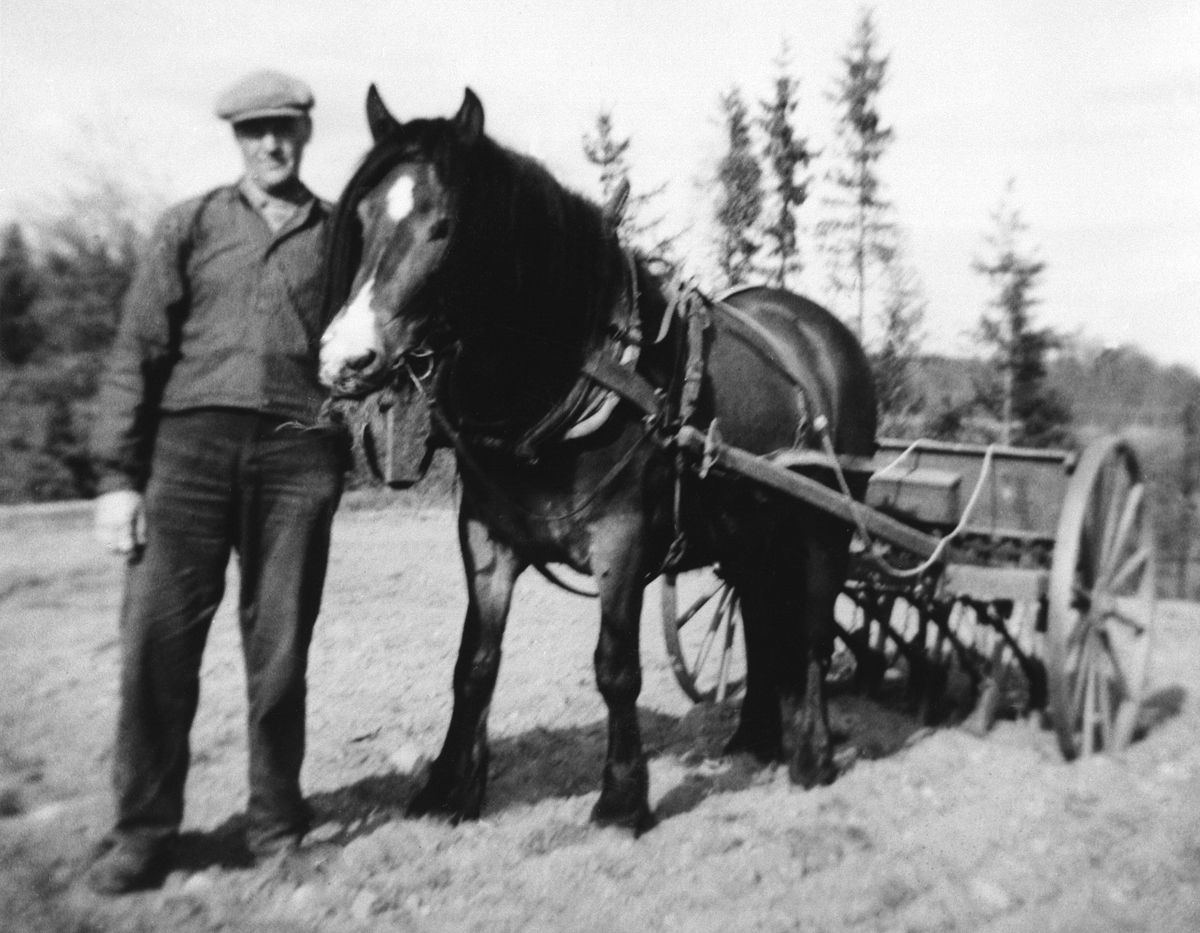 Anno Domkirkeodden, VÅRONN, LUDVIK SAGBROEN, HESTEN BRON MED SÅMASKIN, SAGBROEN