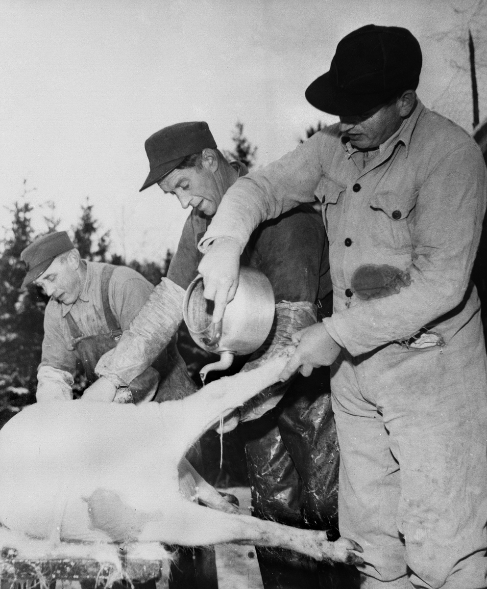 Anno Domkirkeodden, SNEKKERSVEEN, BYGDESLAKTER FRA VENSTRE: HÅKON NORDSVEEN, PEDER NYBAKKEN OG OLE KNUDSEN, SLAKTER GRIS, SKOLLES, SKOLLEVANN, GRISSLAKTING