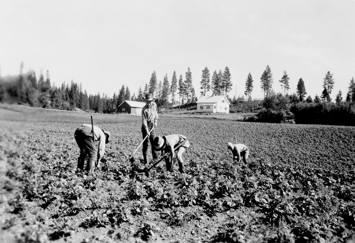 Anno Domkirkeodden, BERGSETT, POTETRENSKING