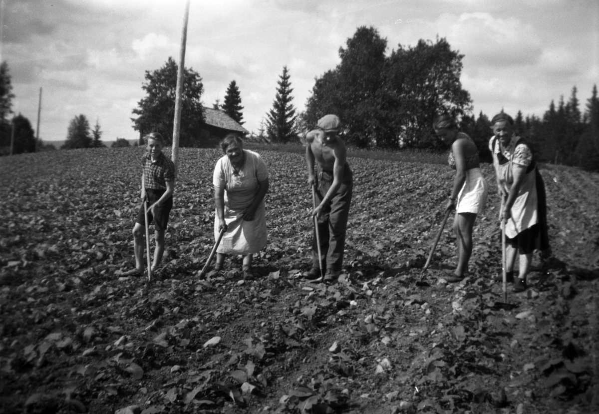Anno Domkirkeodden, SØNDRE TOMTER. KÅLROTRENSKING PÅ GRINDSTUÅKEREN. T. V. HARALD TOMTER, ANNA FLØYEN, KÅRE TOMTER?, MARTA TOMTER OG PAULINE BJØRGELI. GRINDSTULÅVEN STÅR I ÅKERKANTEN. CA 1947.