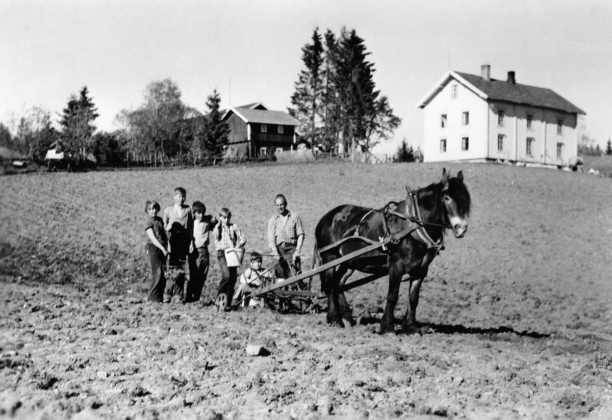 Anno Domkirkeodden, Bonde Jens Dobloug på Ålerud gard i Vang setter poteter. Til dette arbeidet ble det benyttet en såkalt snøgg. Våronn, hesteredskap. Potetsetting.