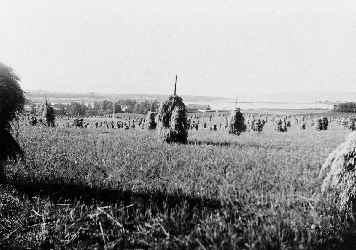 Anno Domkirkeodden, ÅKER GARD. ÅKERLANDSKAP MED KORNSNES, SKURONNORIGINALNEGATIV SE DOK-3268