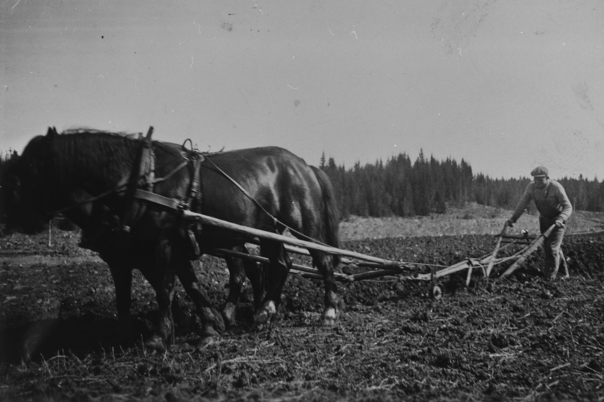 Anno Domkirkeodden, VÅRONN, PLØYING MED HESTER, SKØIEN