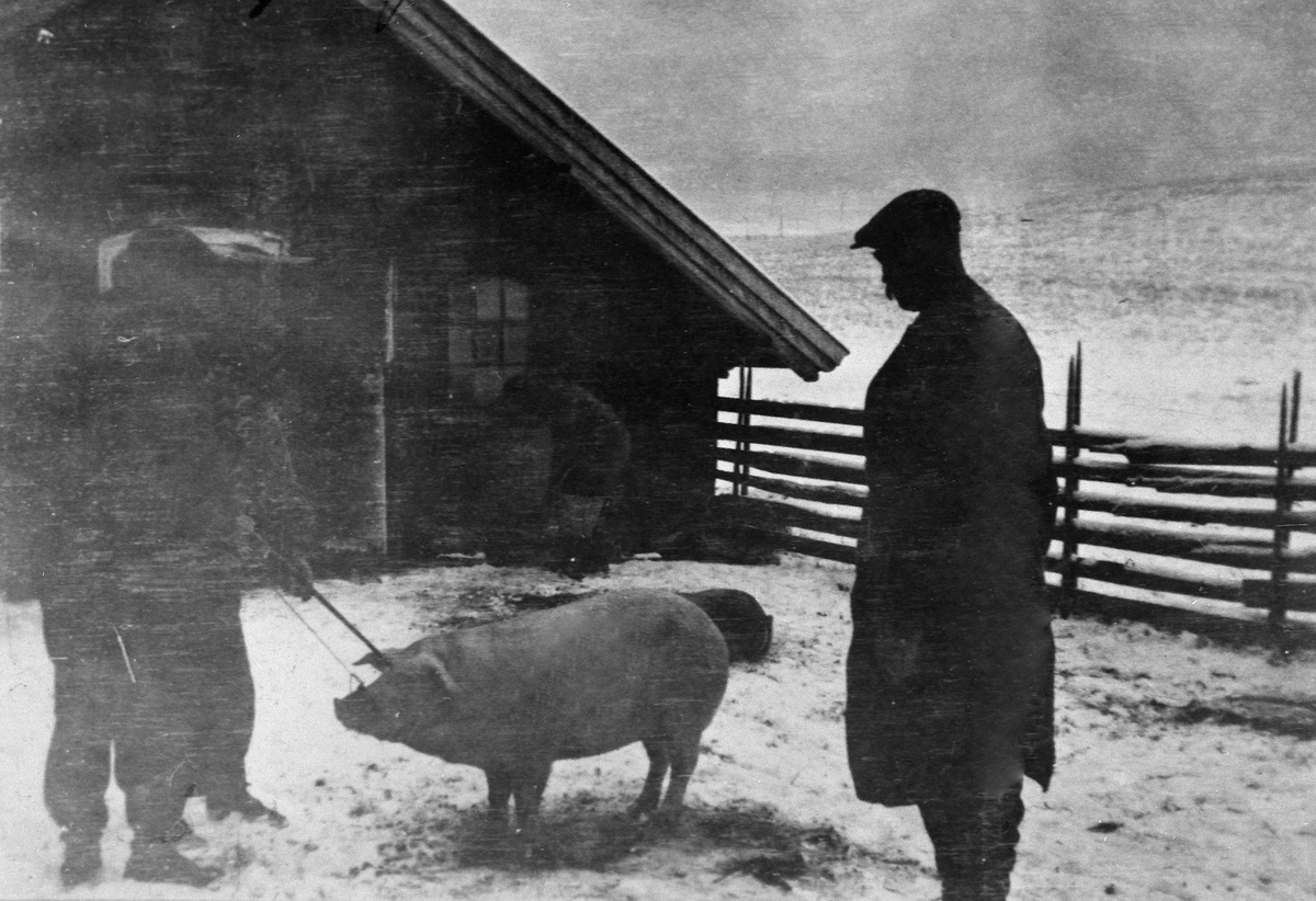 Anno Domkirkeodden, SLAKTING AV GRIS, JULEGRIS SLAKTES PÅ BUSVOL GARD I ROMEDAL. BYGDESLAKTER. SE STANGE HISTORIELAGS ÅRBOK"GAMMALT FRA STANGE OG ROMEDAL 2009" S. 75.