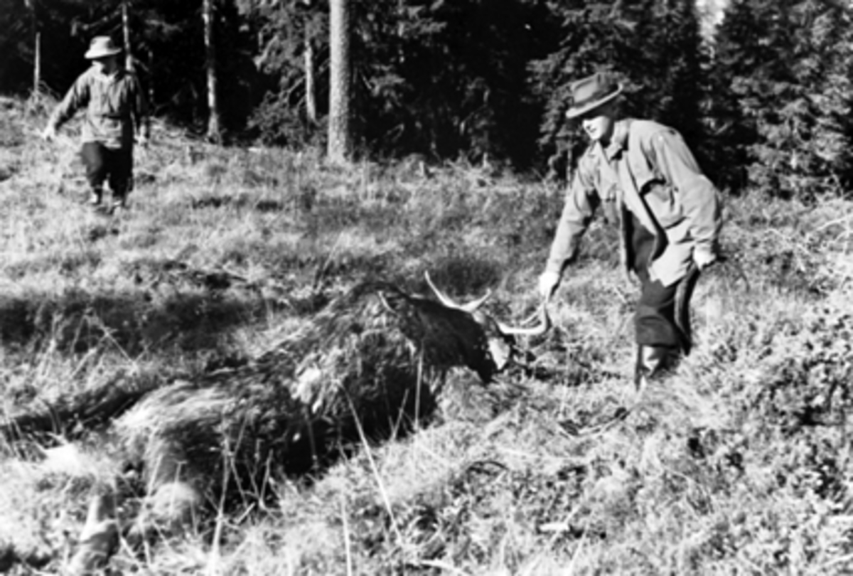 Anno Domkirkeodden, ELGJAKT, GRUPPE: 2 MENN HENTER ELGEN, HERMAN STORBÆK, OLA P. ENGEN, DYRØY, ROMEDAL ALLMENNING