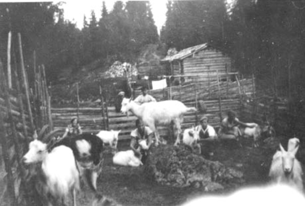 Anno Domkirkeodden, EKSTERIØR: VELTSETRA, MÆHLUMSVOLLEN SETER, GEITER, FAMILIEN WOXHOLTT PÅ BESØK, STANGE ALLMENNING.