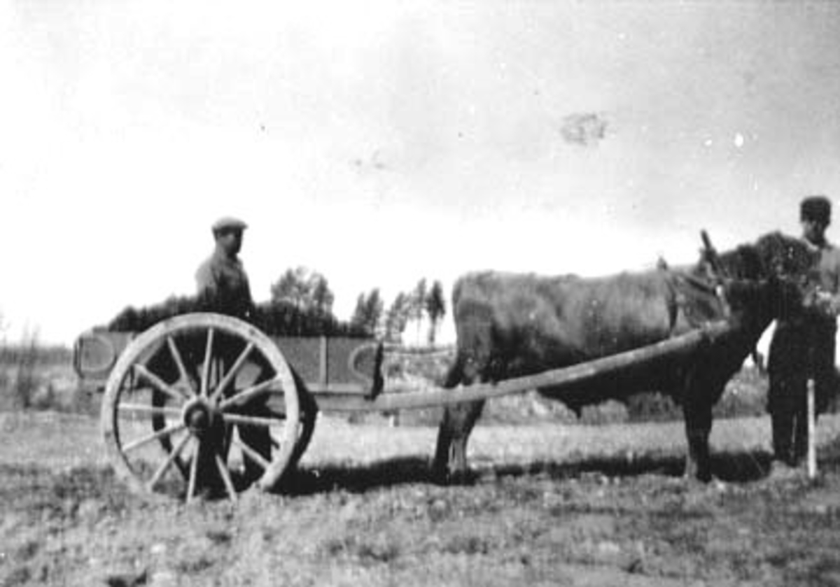 Anno Domkirkeodden, GJØDSELSPREDNING, MØKKJØRING MED OKSE, JOSEF ENGEN BAK STUTTKJERRE, TORBJØRN ENGEN HOLDER OKSEN, MÆLUMSRØNNINGEN, VALLSET