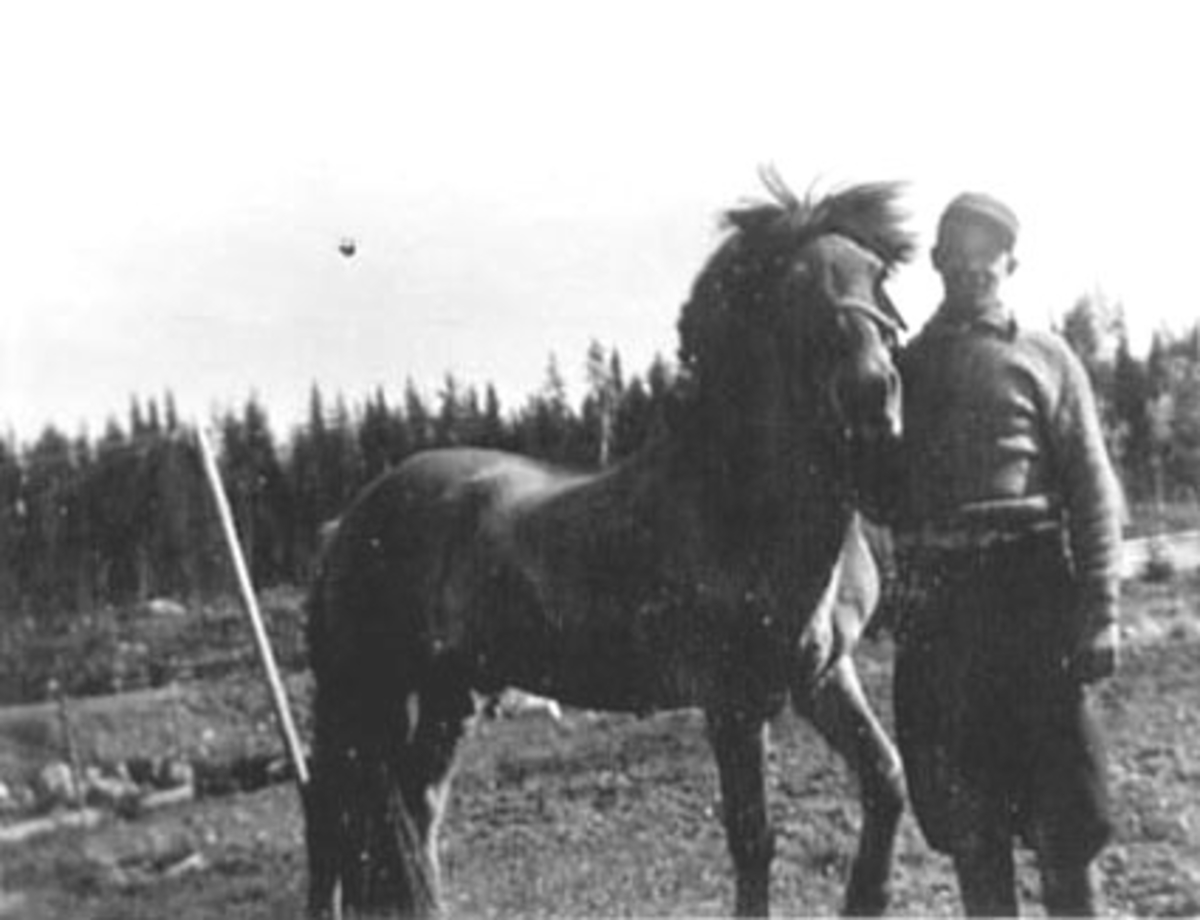 Anno Domkirkeodden, BUREISER OSKAR LYSTAD FØDT: 16. 04. 1900- DØD 07. 02. 1975, HEST