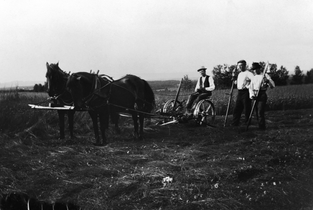 Anno Domkirkeodden, HØYONN, SLÅTTONN, HEST MED SLÅMASKIN, FOLK, ARNEBERG NORDRE, ROMEDAL,