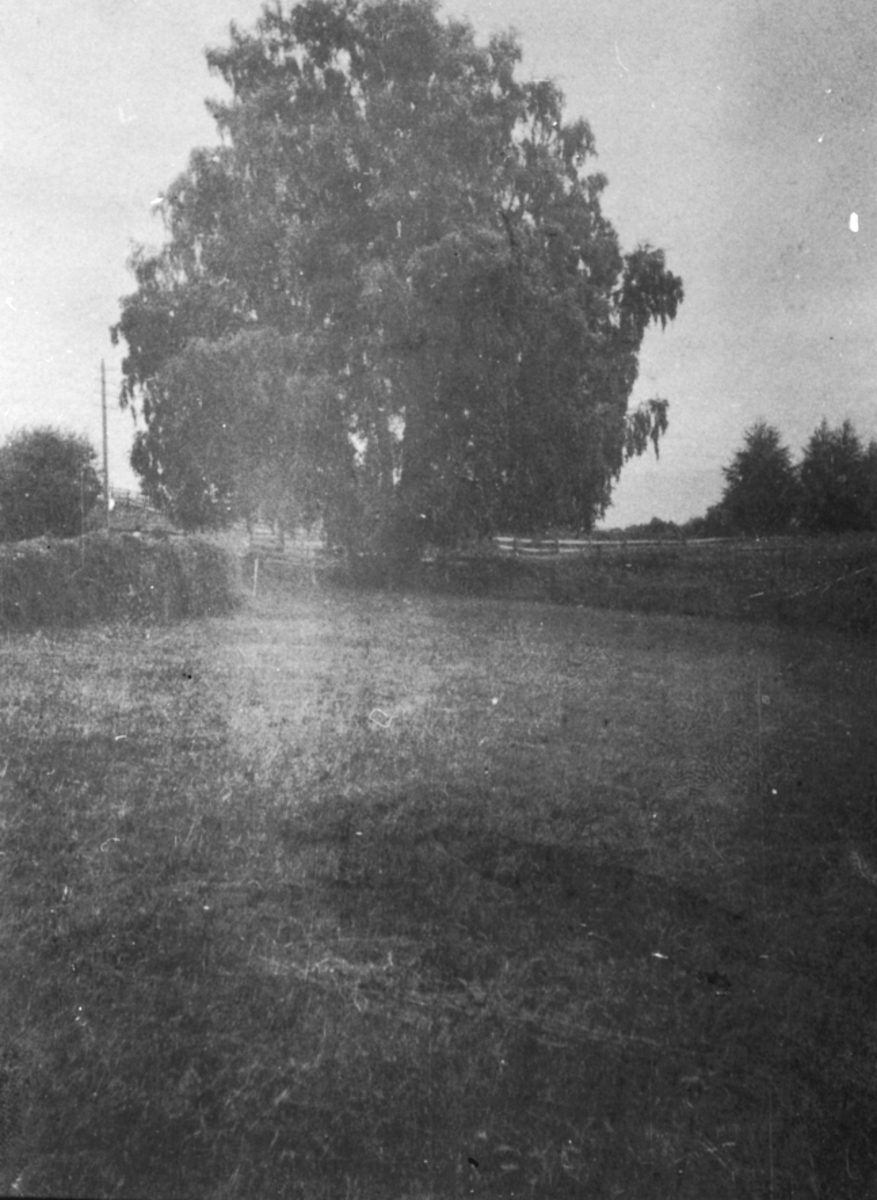 Anno Domkirkeodden, ØGARDSBJØRKA, BREDSVOLDØDEGÅRDEN, HUGD NED CA: 1925
