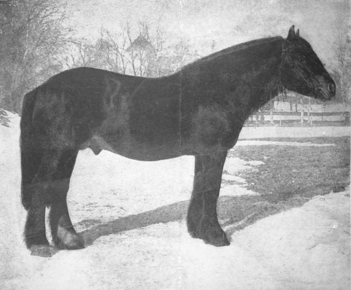Anno Domkirkeodden, HEST, STEINRØD 1091, STANGE, VINTER