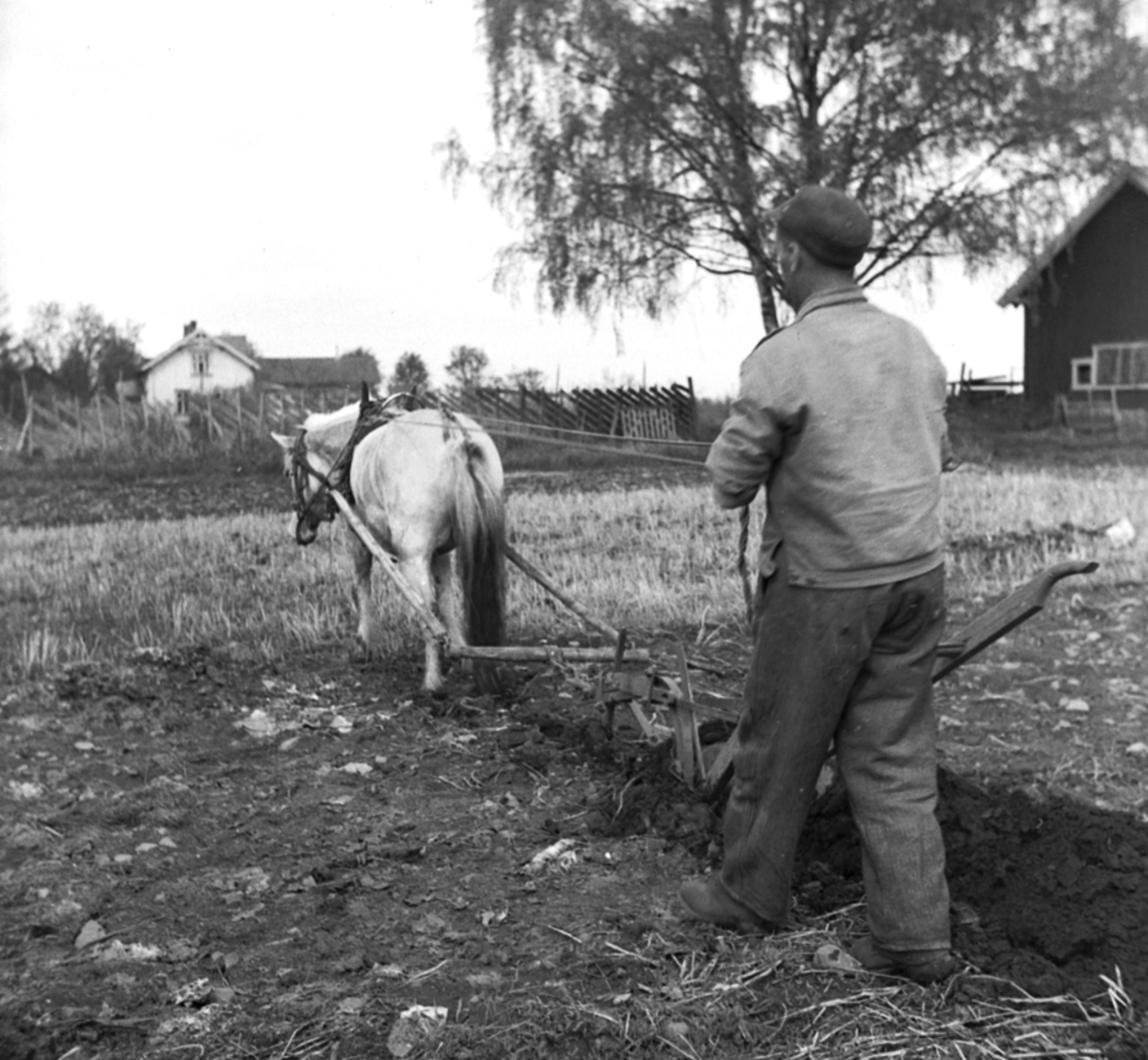 Anno Domkirkeodden, PLØYING, HEST, PLOG, REKSTAD GÅRD,