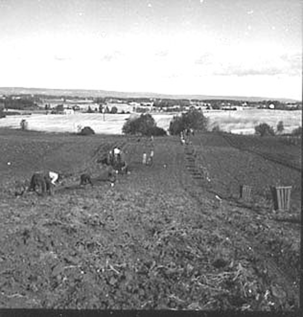 Anno Domkirkeodden, POTETONN, FOLK PLUKKER POTETER, POTETPLUKKING, FOKHOL,