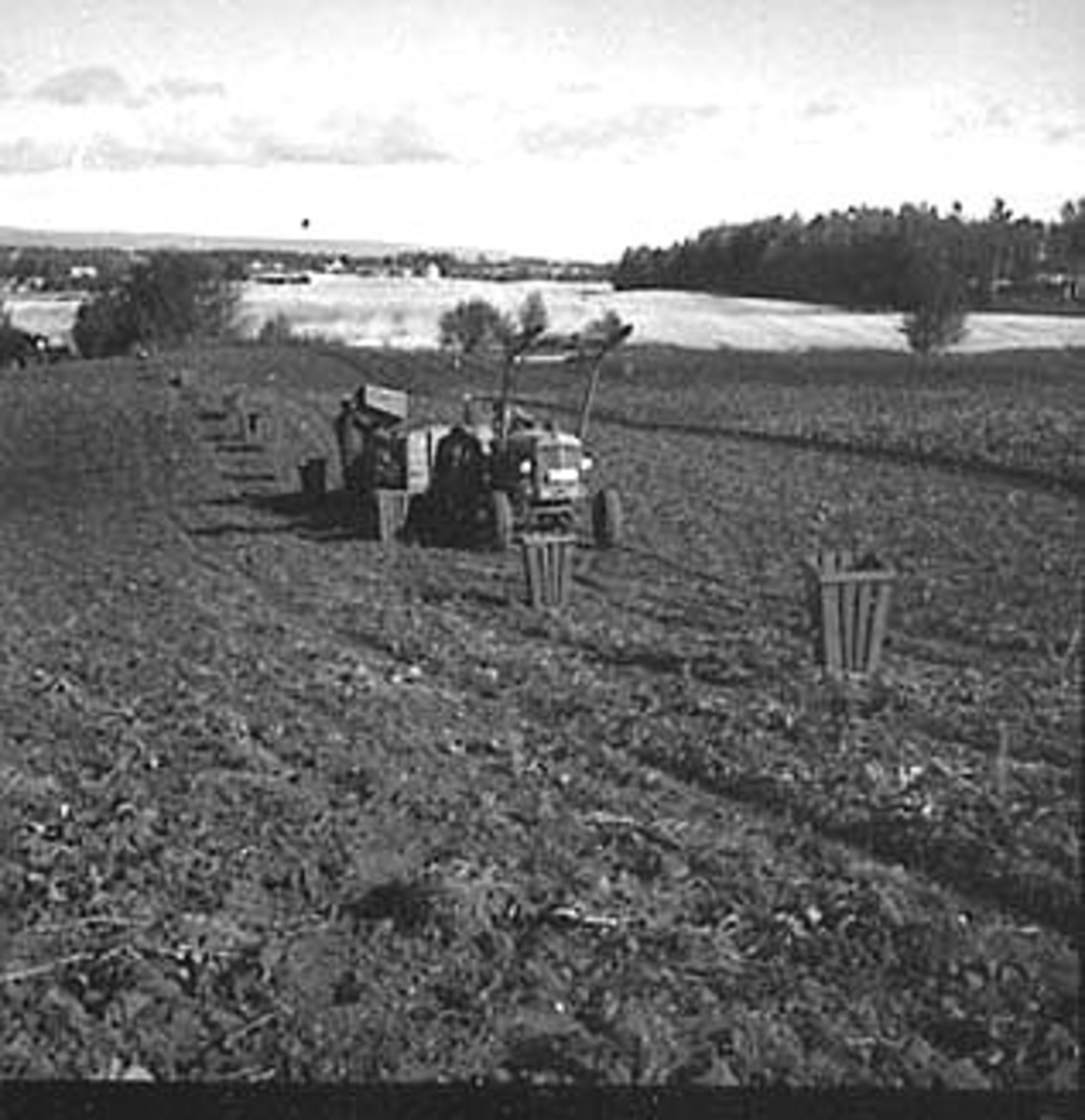 Anno Domkirkeodden, POTETONN, TRAKTOR MED POTETKASSER, FOKHOL