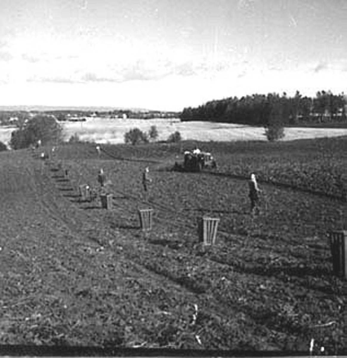 Anno Domkirkeodden, POTETONN, TRAKTOR, POTETPLUKKERE, FOKHOL,