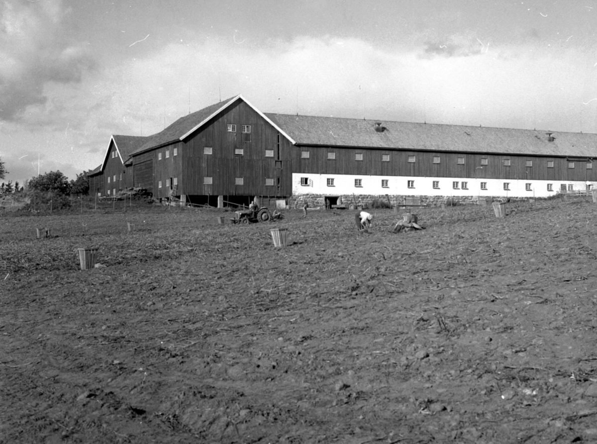 Anno Domkirkeodden, POTETPLUKKING, HUSEBY GÅRD, EKSTERIØR: DRIFTSBYGNING, LÅVE