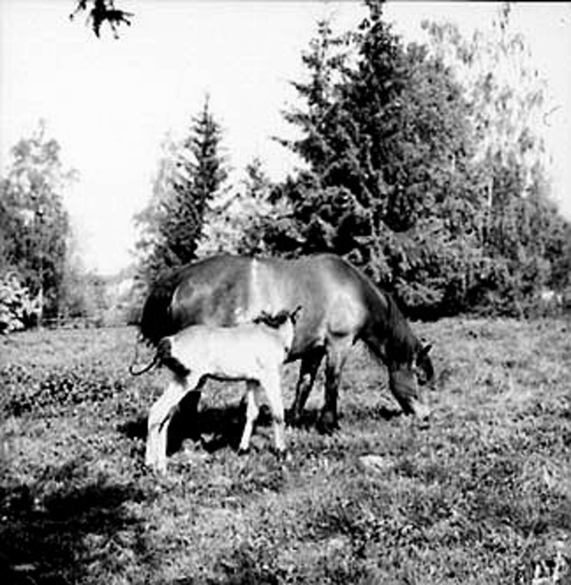 Anno Domkirkeodden, HESTER PÅ BEITE, HEST MED FØLL, FYLKESVETERINÆR NØTTESTAD, NØTTESTAD SØNDRE, OTTESTAD