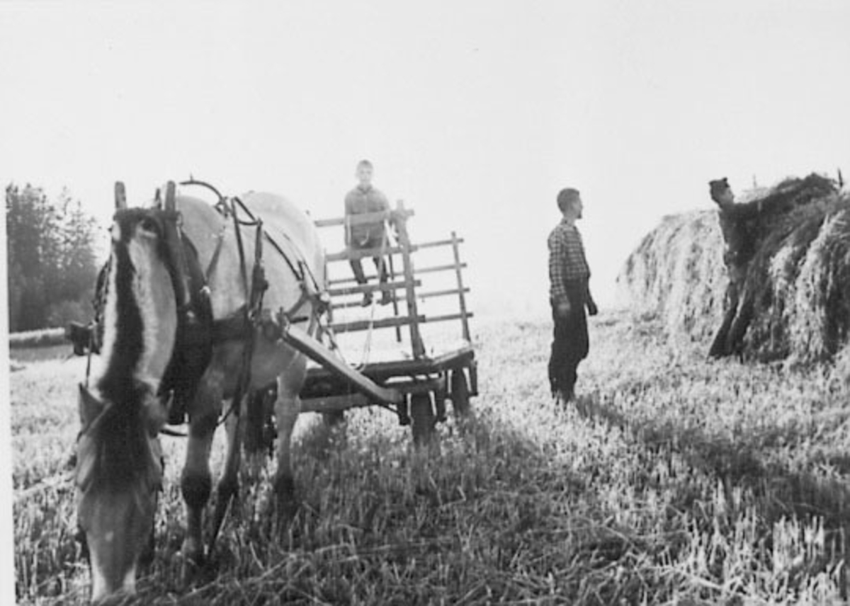Normann Helger, SLÅTTONN, HEST, KJERRE, HESJE, GULKUNRUD GÅRD, OTTESTAD, Skuronn med hest og vogn på Guldkunrud ca 1960, Fra venstre Erik Follestad, Ola og Arne Gillund
