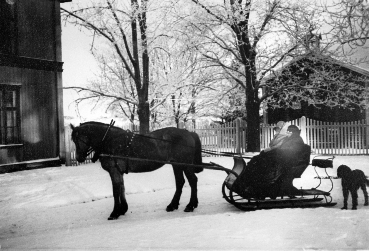 Normann Helger, HEST MED SLUFFE, HUND, VINTER, STOR REE, RE STORE/KJERNMYR. /HAUG
