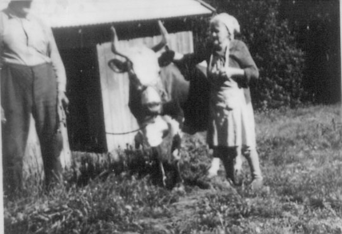 Normann Helger, GRUPPE: 2, ELDRE PAR MED KU MELLEM SEG, STANGE
