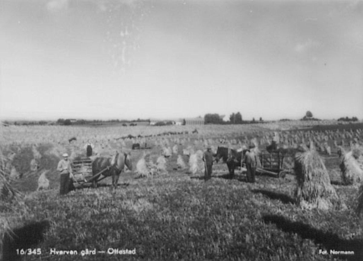 Normann Fotoatelier, SKURONN, HESTER MEDKJERRER, KORNSNES, FOLK MED RIVER, BARN, HVERVEN GÅRD, OTTESTAD,