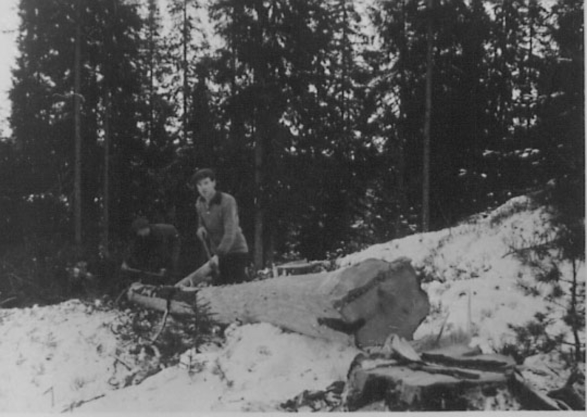 Anno Domkirkeodden, TØMMERHOGST, BARKING AV FINERTØMMER, FORAN OLA LIEN, BAK:ALBIN LIEN, VÅLBRÅTEN, STANGE ALLMENNING, VINTER