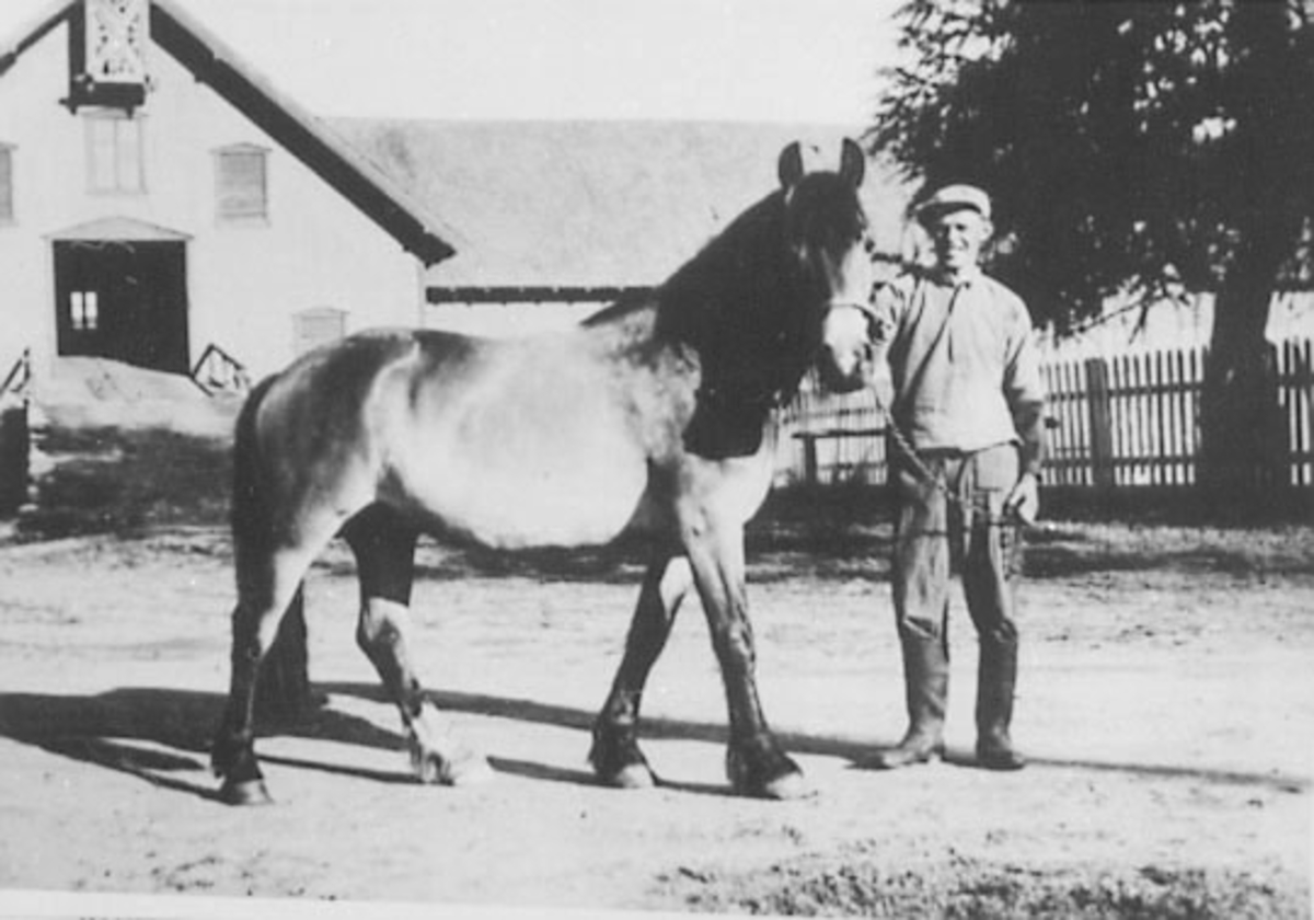 Anno Domkirkeodden, STALLMESTER ARNE ERIKSEN MED HESTEN GINA, HORNE,