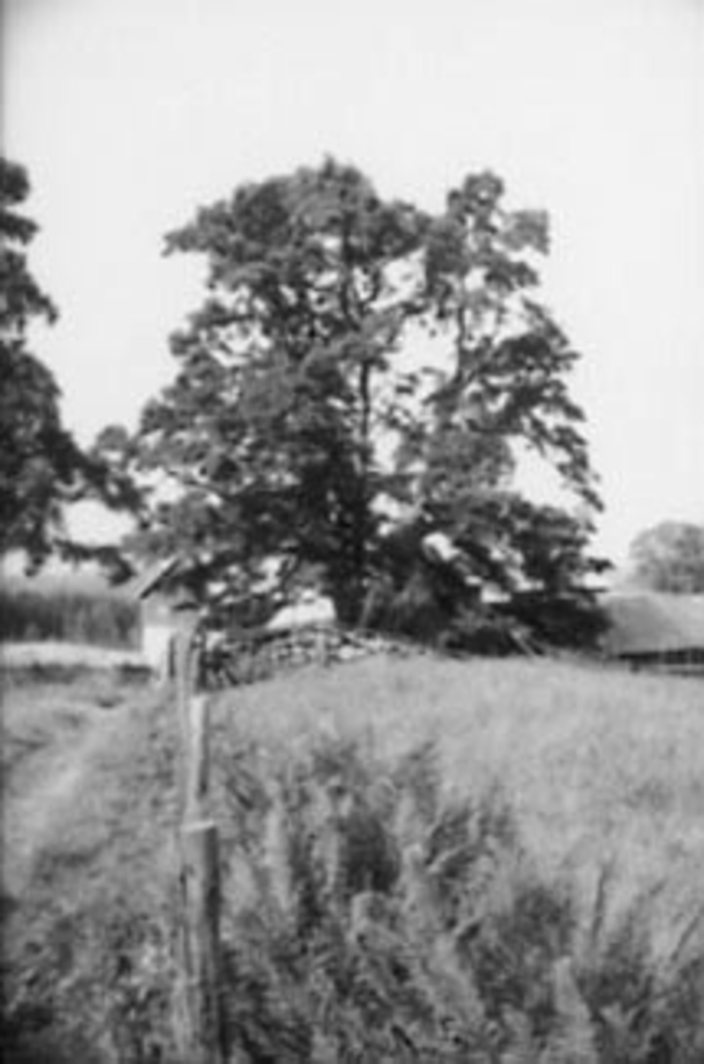Anno Domkirkeodden, STORT TRE, OR
