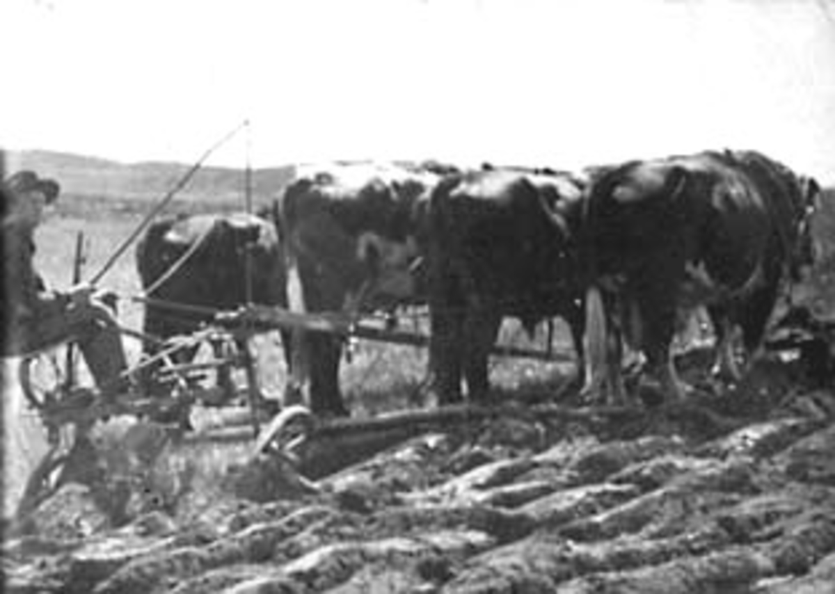 Normann Helger, VÅRONN, OSKAR STØEN PLØYER MED 4 OKSER, COLUMBUS, USA, FRA HESTNESSTØEN, ESPA, UTVANDRER