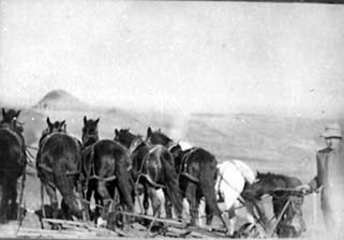 Normann Helger, OLAF RUUD RINGNESSVEEN, TANGEN MED 6 HESTER OG FØLL, FARMEN TIL MARTIN HELSET, COLUMBUS, N. DAK. , USA, UTVANDRER