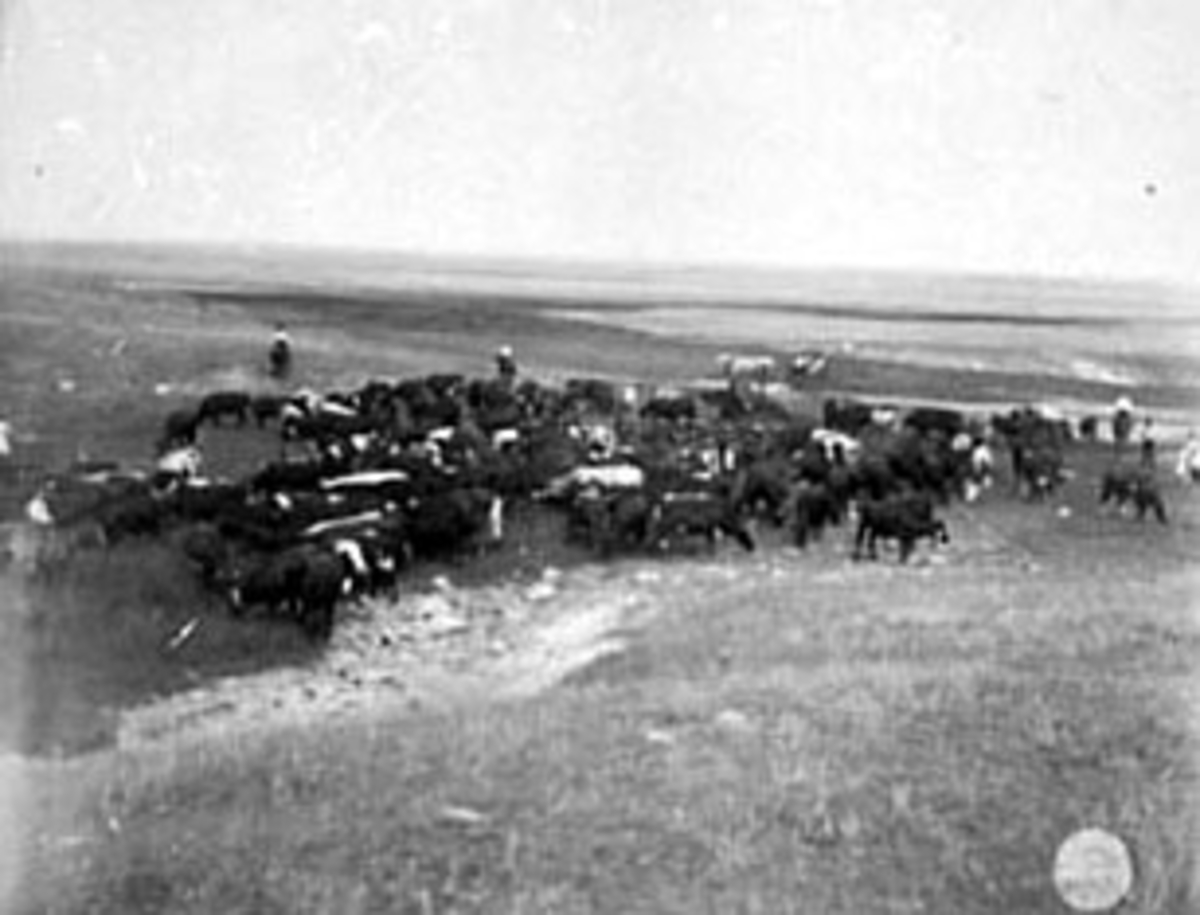 Normann Helger, COWBOYER DRIVER KVEGFLOKK, N. DAK. USA, UTVANDRER