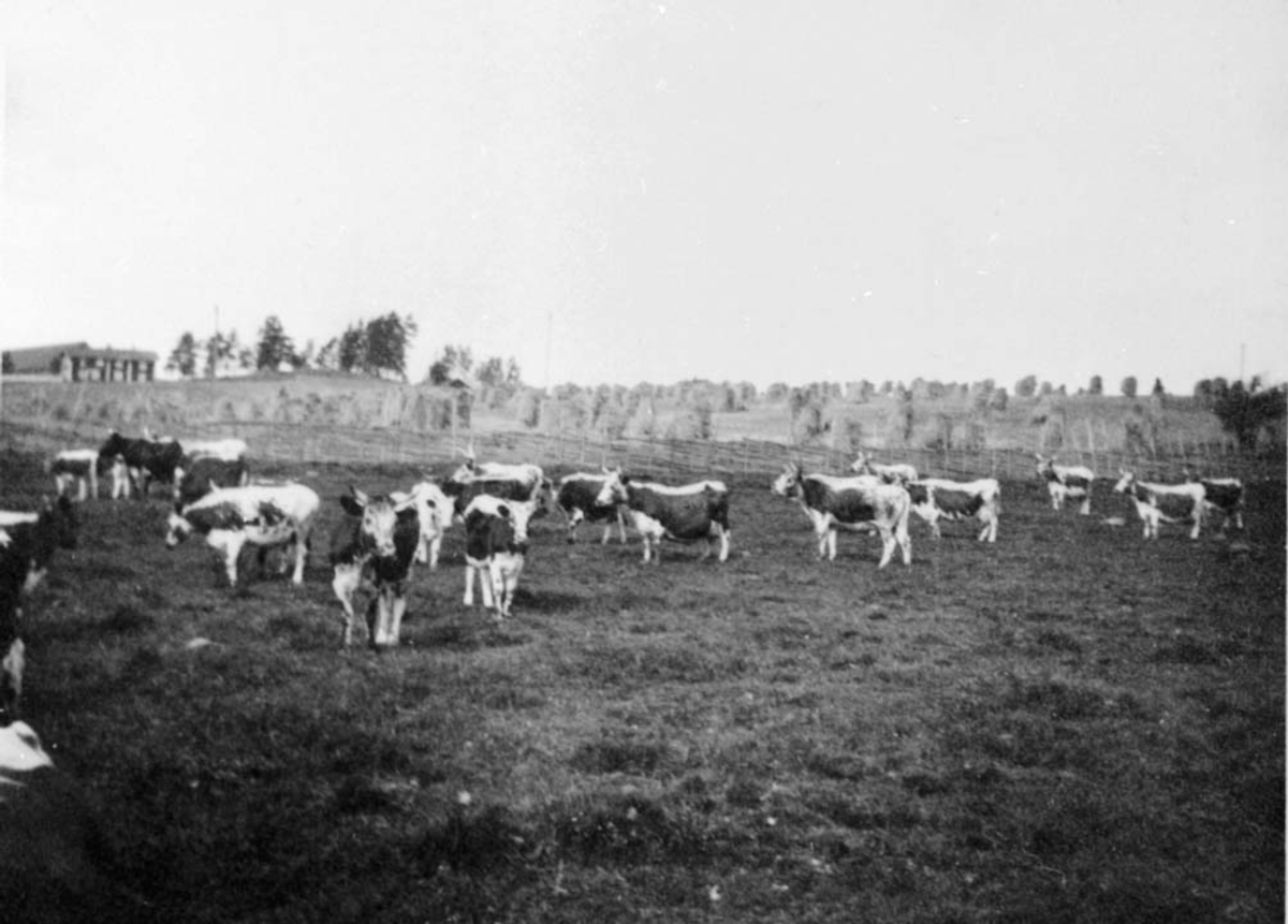 Anno Domkirkeodden, KUER PÅ BEITE, TELEMARKSBESETNING, HORNE,