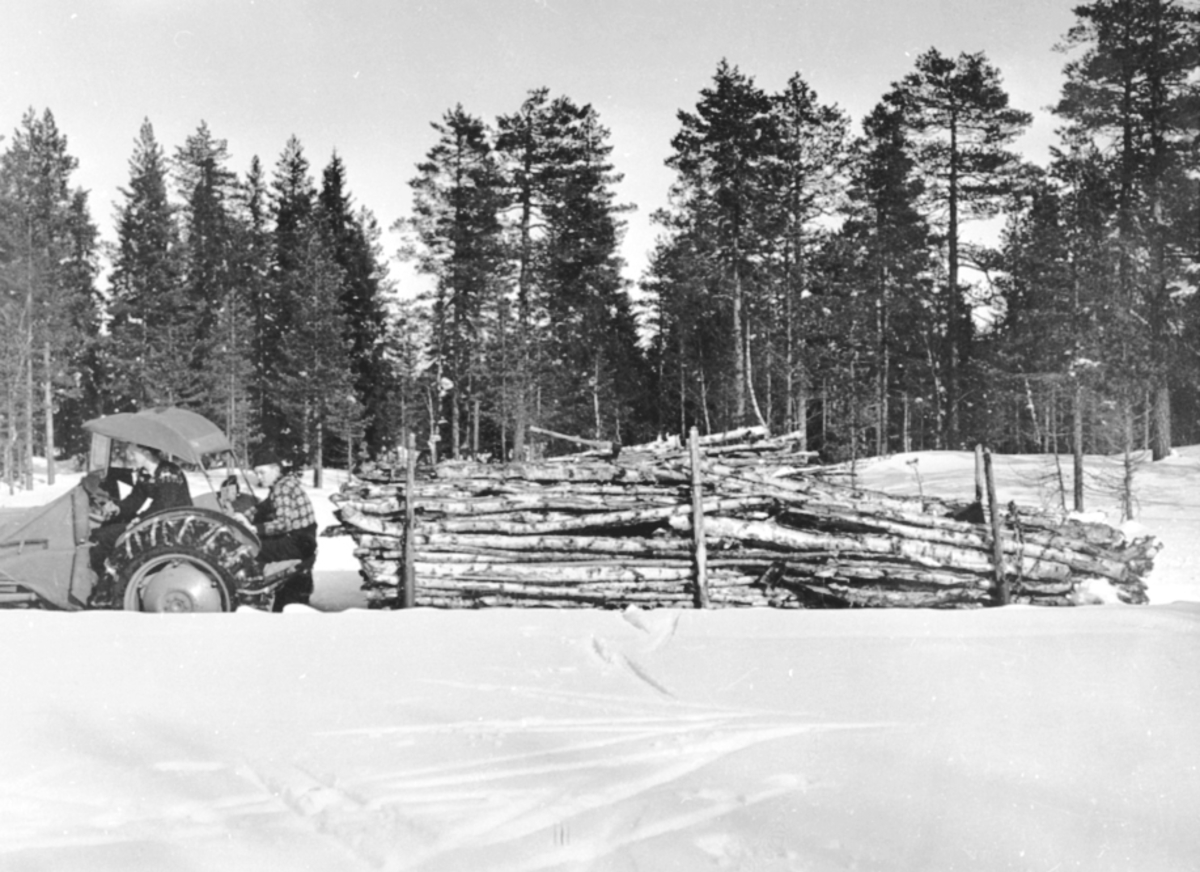 Anno Domkirkeodden, TØMMERTRANSPORT MED TARAKTOR, GRÅTASS MED KJETTING, VINTER, OLE LYSTAD, MAGNUS LYSTAD, STANGE ALLMENNING