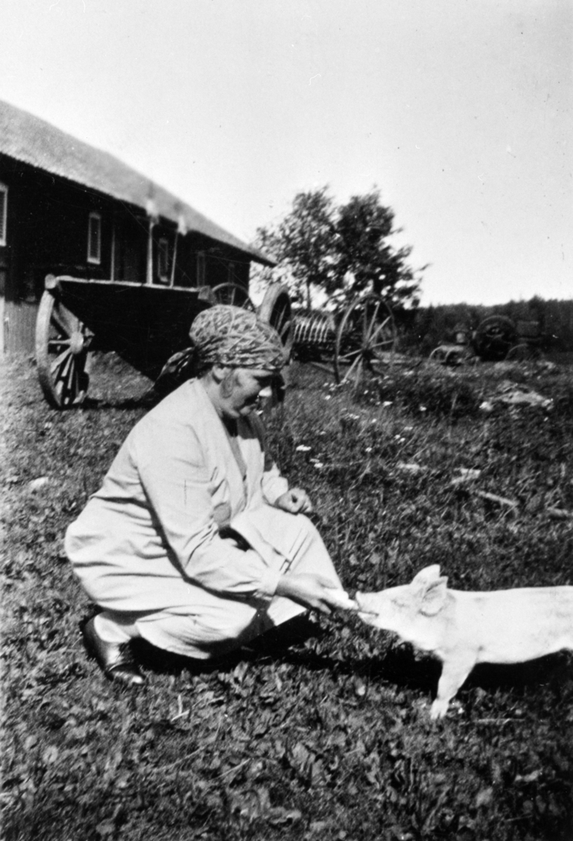 Anno Domkirkeodden, KOPPGRIS, MARTHE LUNDEN MATER GRISUNGE, FILSET, ÅSVANG
