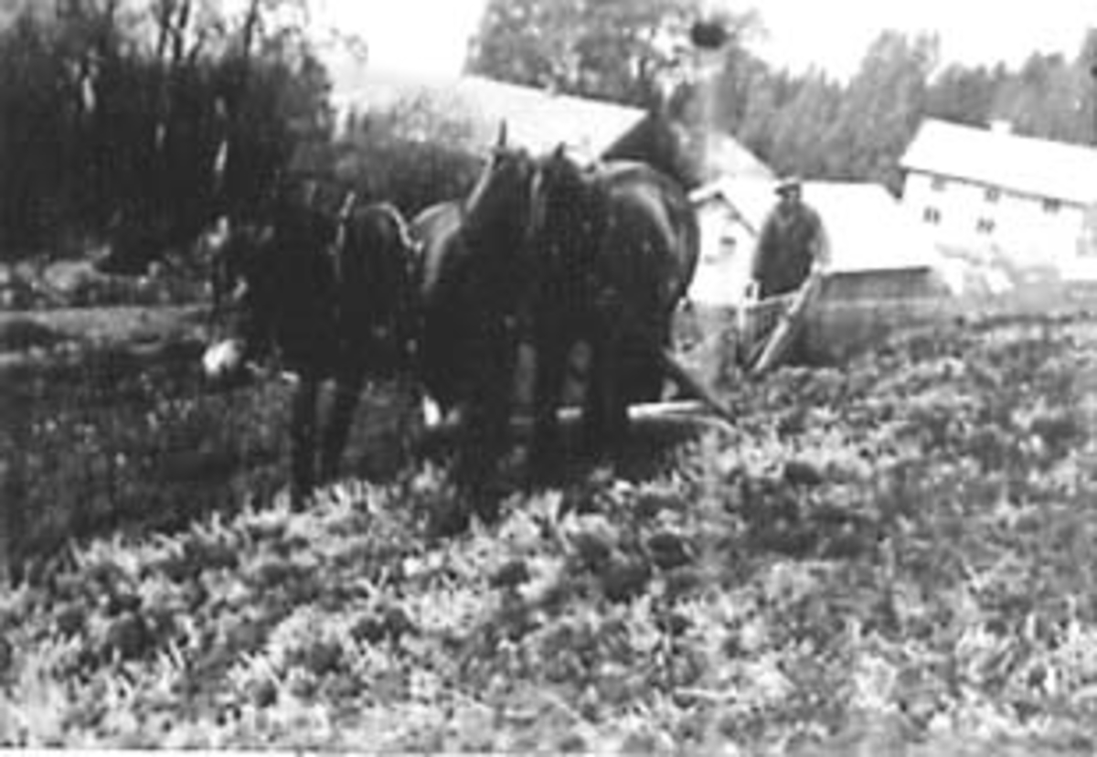 Anno Domkirkeodden, VÅRONN, PLØYING MED HEST, KJØRKAR SIGURD SØGÅRD, NORDLI, VALLSET